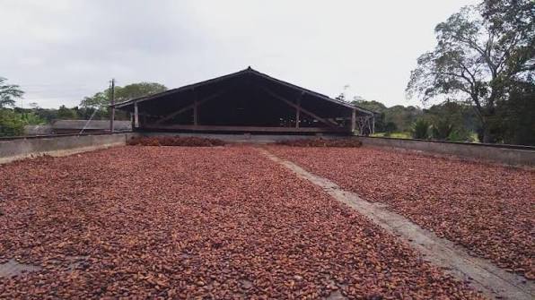 Cacau brasileiro premium