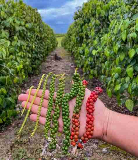 Pimenta-do-reino
