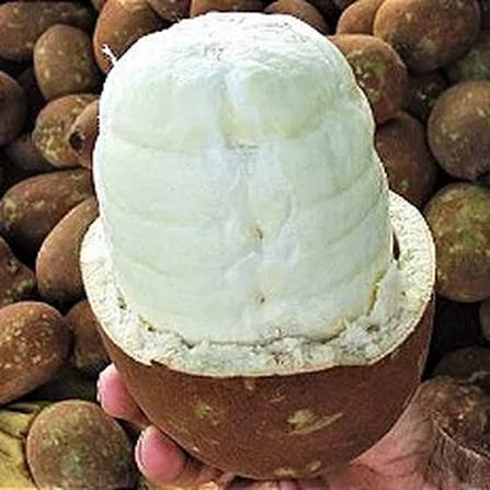 Cupuaçu